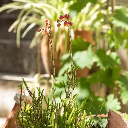 Konukevi Luxury Silvana With Beautiful Garden Split