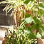Гостевой дом Luxury Silvana With Beautiful Garden Сплит
