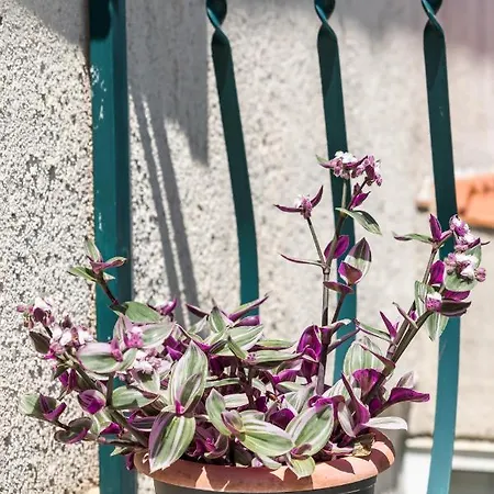 Гостьовий будинок Luxury Silvana With Beautiful Garden Спліт